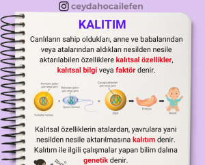 8.Sınıf Fen Bilimleri 2.Ünite – DNA ve GENETİK Konu Anlatımı (PDF)